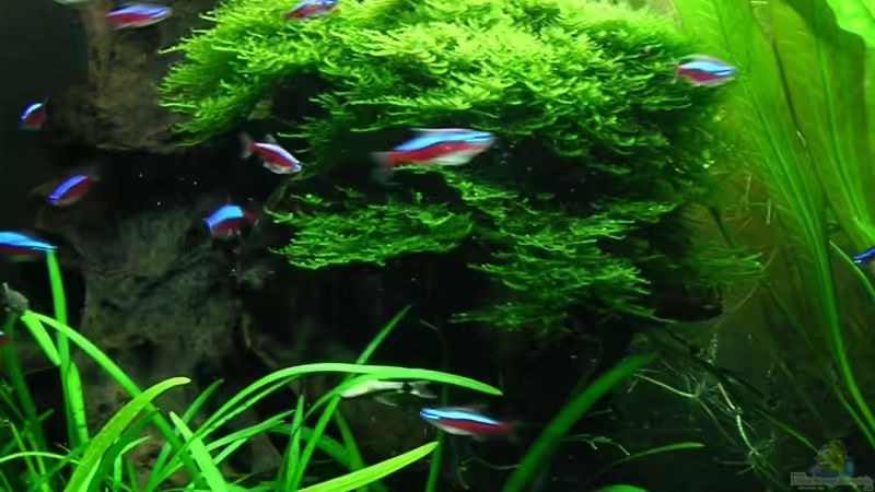 Vesicularia montagnei oder ´Die hängenden Gärten von Ilvesheim´ - 28.12.2011 von Christian Grunwald (38)