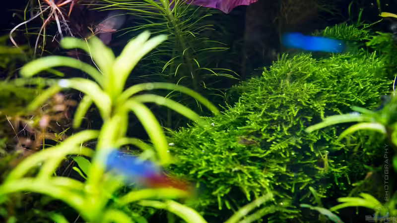 Vesicularia montagnei Polster 26.12.15 von Betta Chris (34)