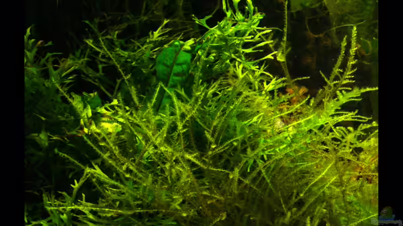 Vesicularia montagnei und Microsorium pteropus von Stefan Philippi (7)