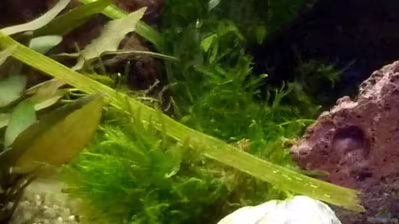 Vesicularia montagnei von Deino (8)