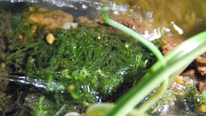 Vessicularia ferriei (emergida) von lomarraco (51)