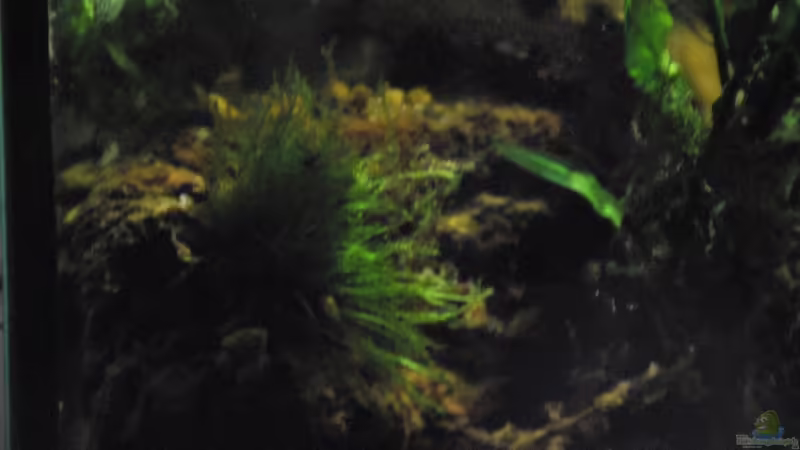 Vessicularia ferriei (submergida) von lomarraco (49)