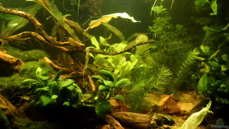 VG: Moos-Moos, Zwergspeerblatt. MG: Wendtscher Wasserkelch, Mexikanisches Eichblatt, von miv (3)