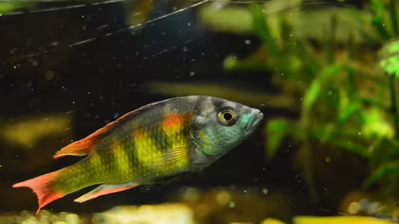 Victoriasee-Buntbarsch von Ulf Penderock (10)