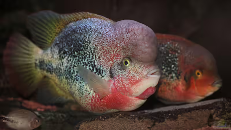 Vieja S. bewachen ihr Gelege von panaque67 (10)