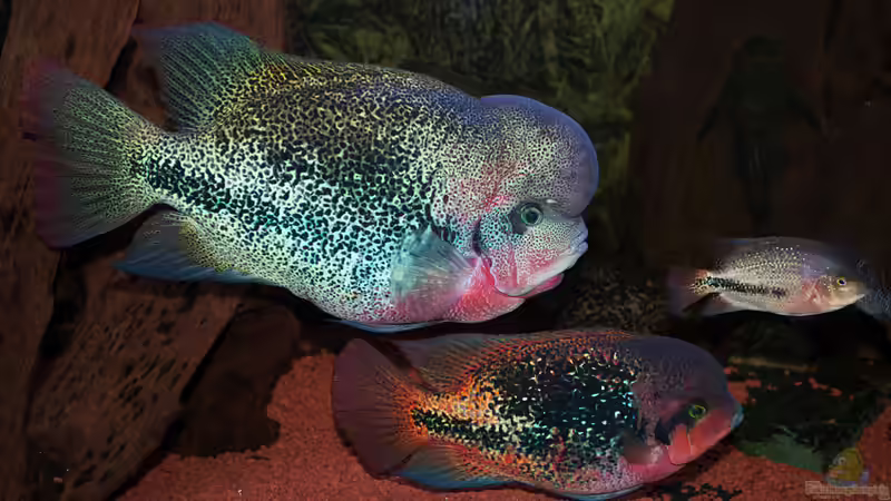 Aquarien für Vieja synspila (Quetzalbuntbarsch)