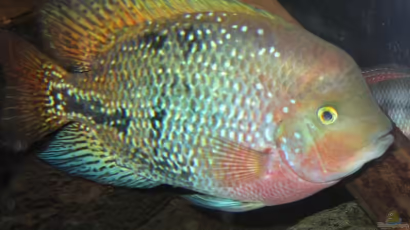 Aquarien für Vieja synspila (Quetzalbuntbarsch)