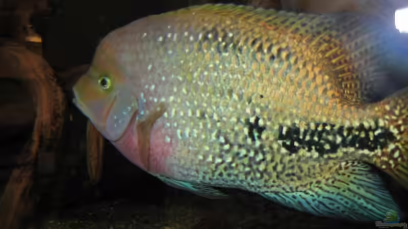 Aquarien für Vieja synspila (Quetzalbuntbarsch)