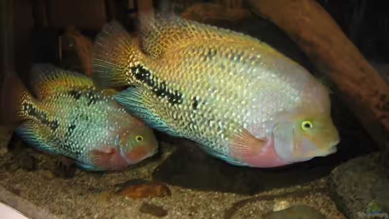 Vieja synspilum pair von Bert Teseling (11)