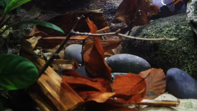 Viel Laub... von Florian Bandhauer (46)