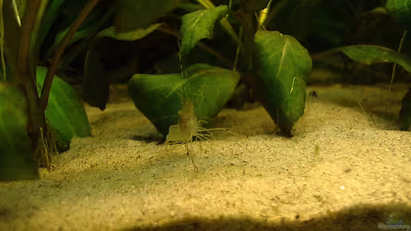 viel Nachwuchs von Mario74 (28)