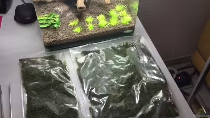 Viel zu viel Moos, die kleine Packung hat gereicht.  von Ayahuasca (87)