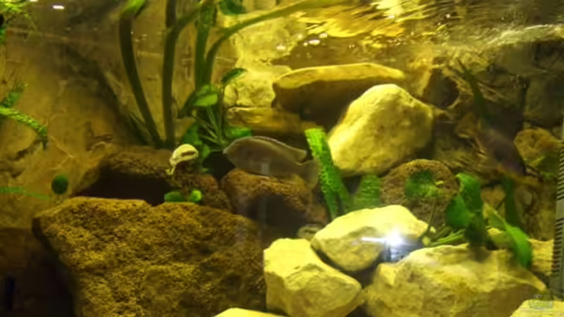 viele [URL=http://img10.imageshack.us/my.php?image=dscf8947e.jpg][IMG]http://img10.imageshack.us/img10/7361/dscf8947e.jpg[/IMG][/URL]ersteckmöglichkeiten von Esslinger (15)