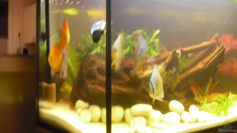 viele auf einmal von nemo0109 (42)