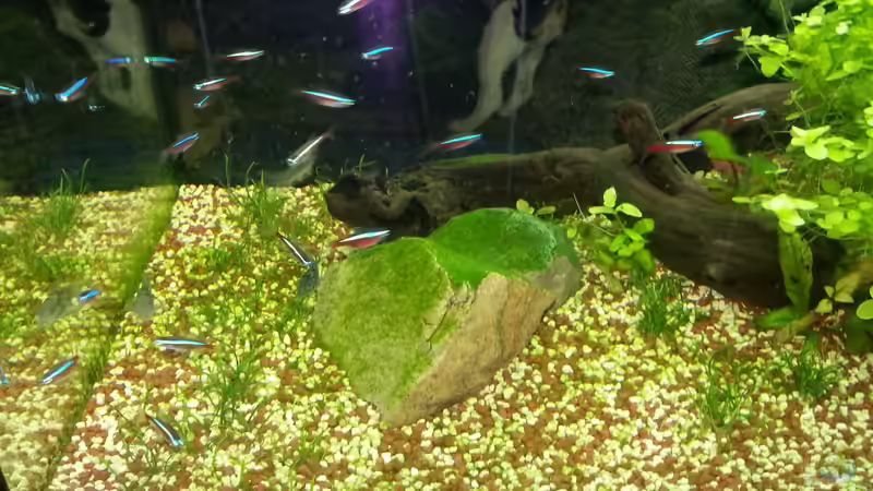 Viele Fischis von Katharina Müller (4)