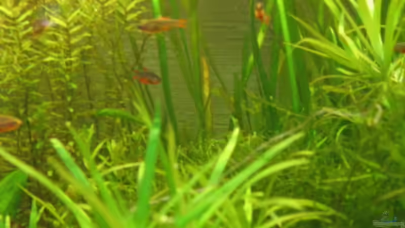 Viele Galaxy  :-) von Sven Kliche (17)