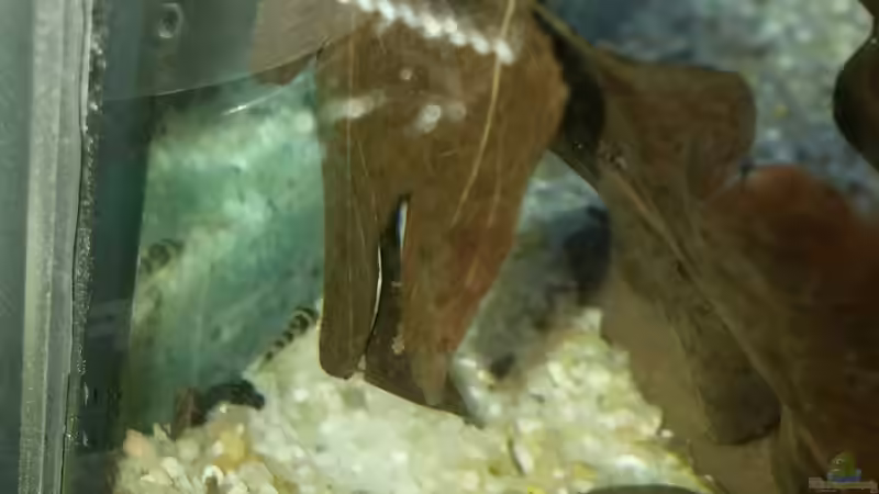 Viele kleine Flössis von Miss Kasimir (27)