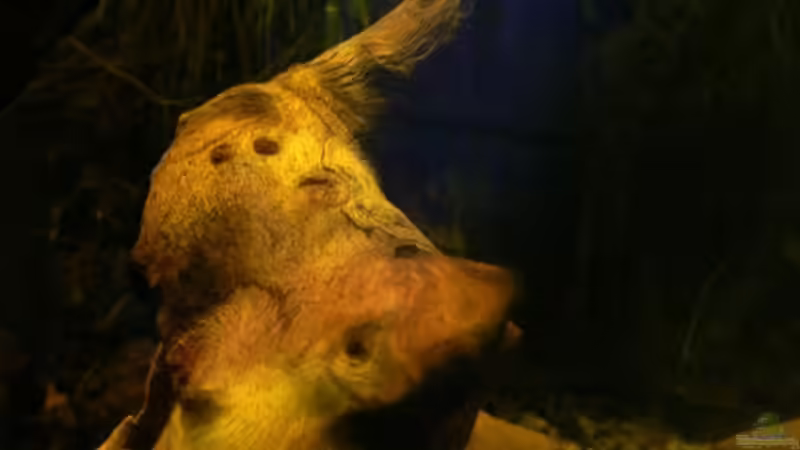 Viele kleine Wurzeln geben ein schönes Bild von René Leubecher (14)