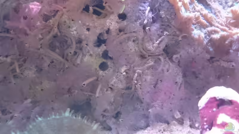 Viele Röhrenwürmer von WittaMine (57)