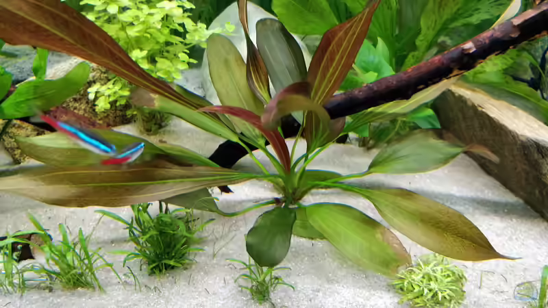 viele schöne neue Blätter Echinodoris Roter Oktober von Woidma (56) (57)