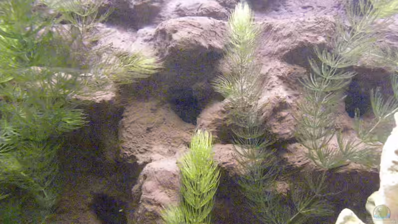 viele Verstecke von Harry Penner (4)