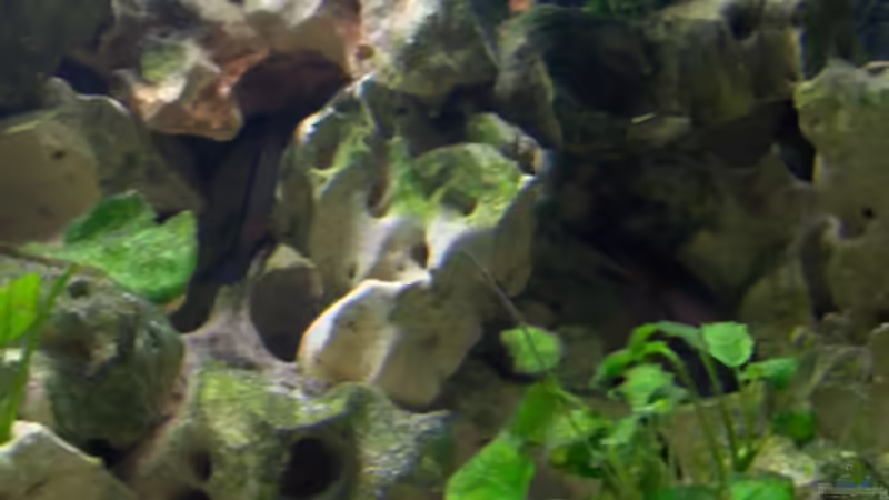 viele Versteckmöglichkeiten von Sven Ufer (3)