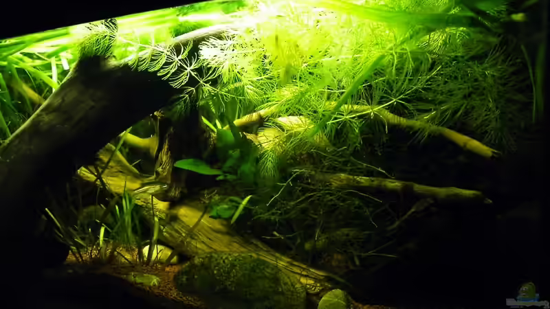 viele Versteckmöglichkeiten zum Ausruhen von bergfrau (9)