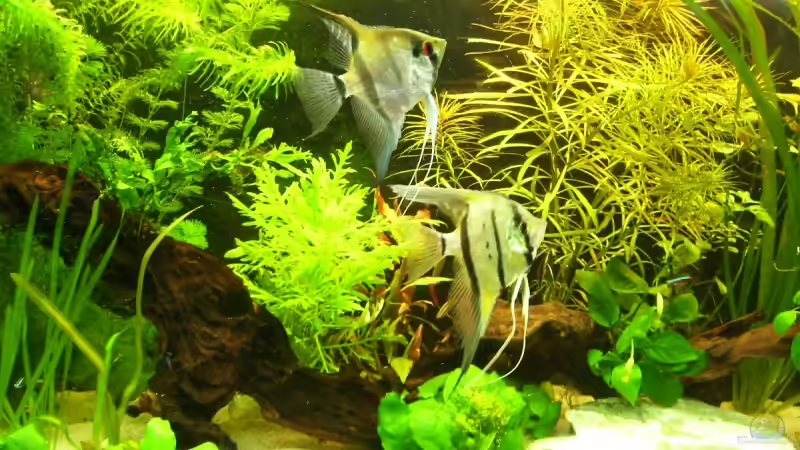 vieleicht wird es ein pärchen von *Andy* (12)