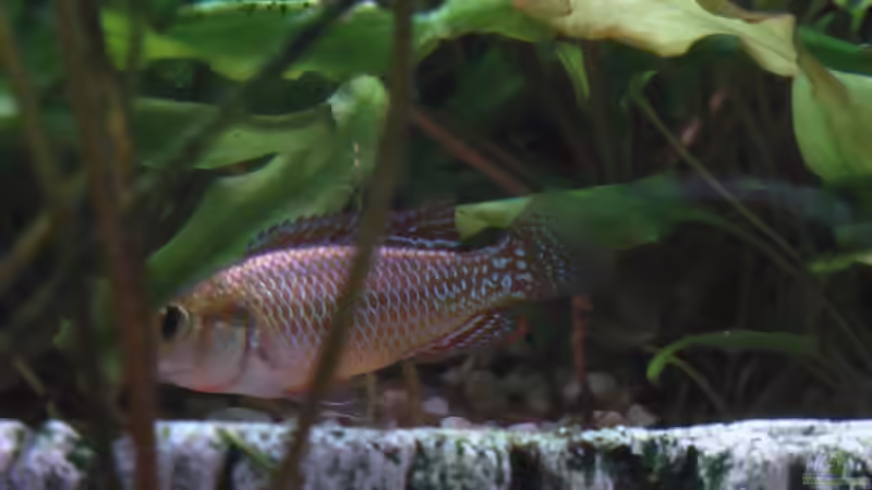 Vielfarbenmaulbrüter Männchen ( Fotoscheu ^^ ) von Trooper (9)