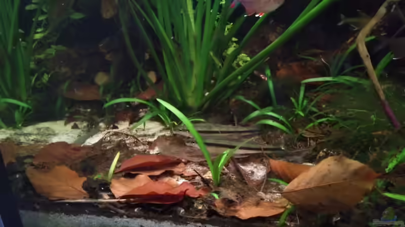 Vielfraße  von SaMü (7)