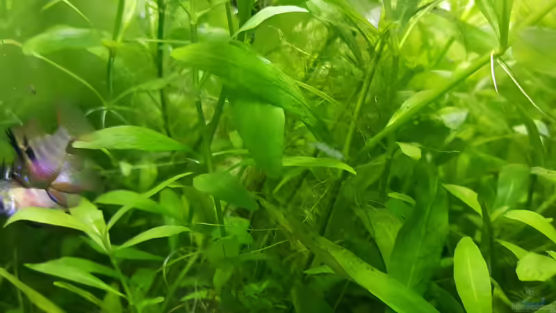 vielleicht doch ein Paar....?? von odin 68 (177)