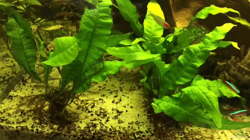 Vielleicht weiß jemand von euch den Namen ? :) von Ragner (44)