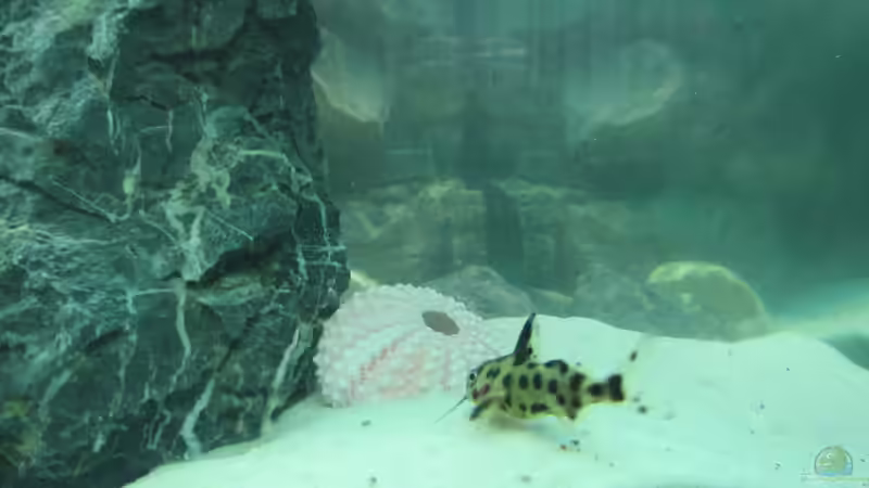 vielpunkt kuckuckswels von eisbrecher (11)