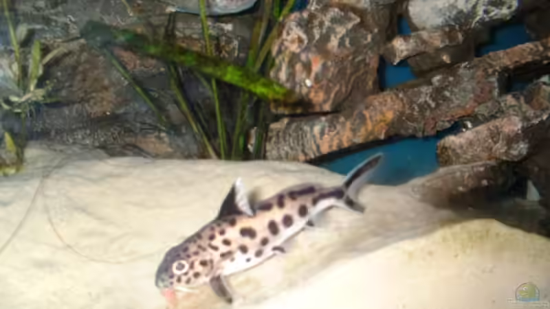 Vielpunktwels von Patrick Rall (18)