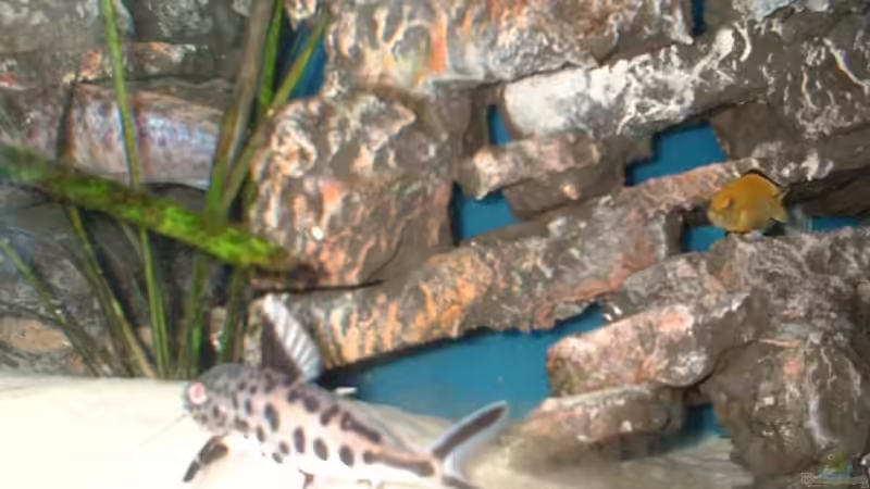 Vielpunktwels von Patrick Rall (19)