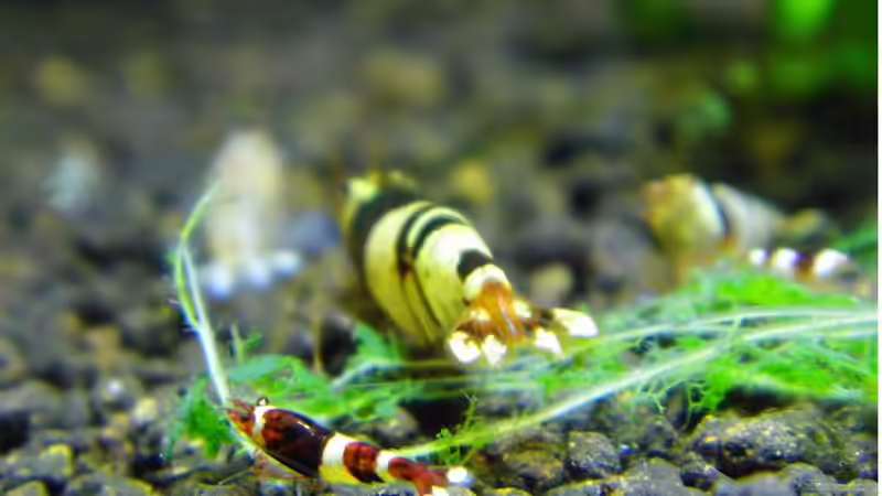 vielversprechender Nachwuchs von ob64 (9)