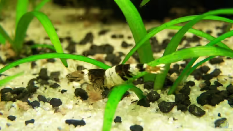 vier band b+ w von Stefan Arenth (21)