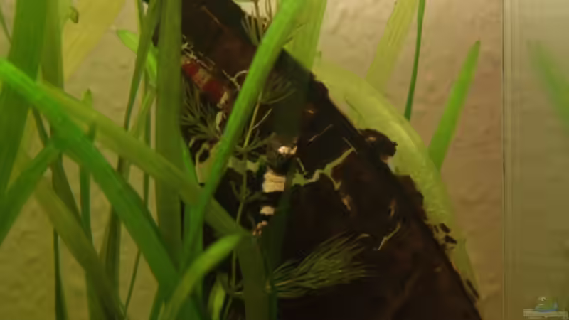 vier band b+ w von Stefan Arenth (22)