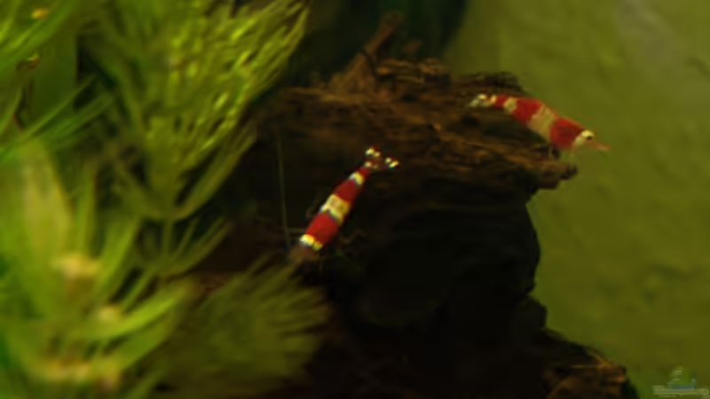 vier band von Stefan Arenth (16)