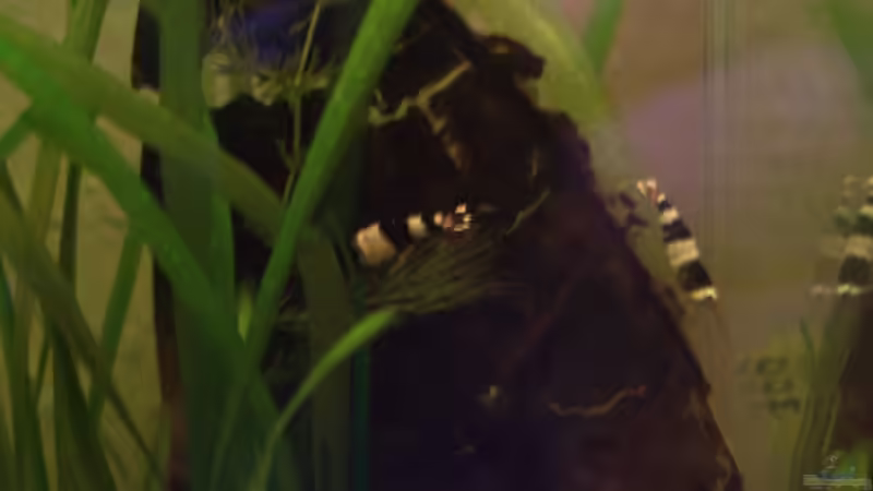 vier band von Stefan Arenth (19)