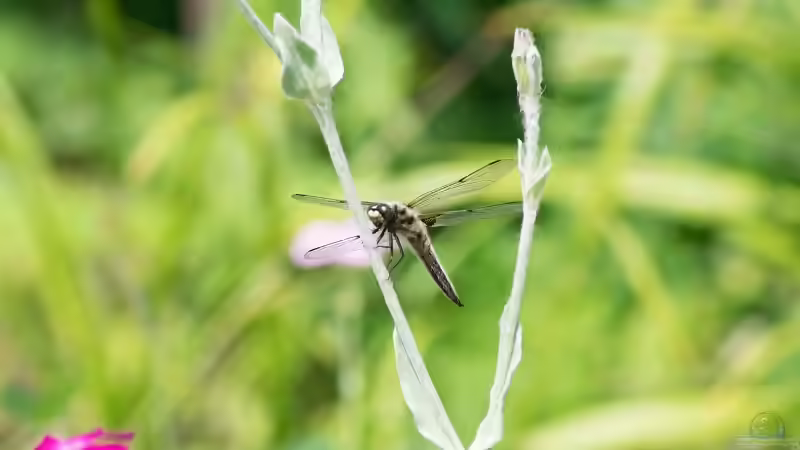 Vierfleck ??? Libellula quadrimaculata Männchen 19.06.2019 von Acki50 (68)