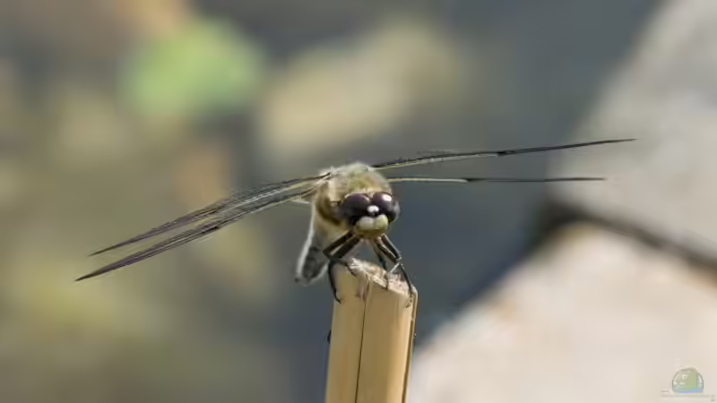 Vierfleck (Libellula quadrimaculata) 04.06.2019 von Acki50 (65)