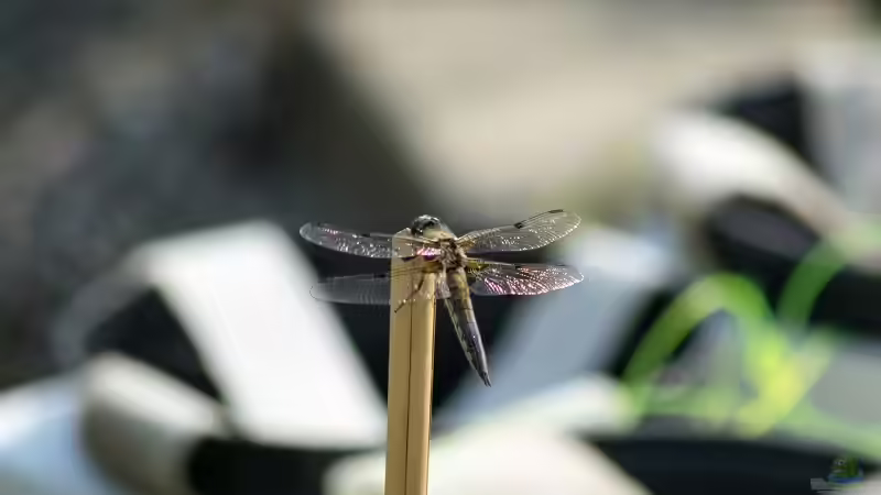 Vierfleck (Libellula quadrimaculata) 04.06.2019 von Acki50 (66)