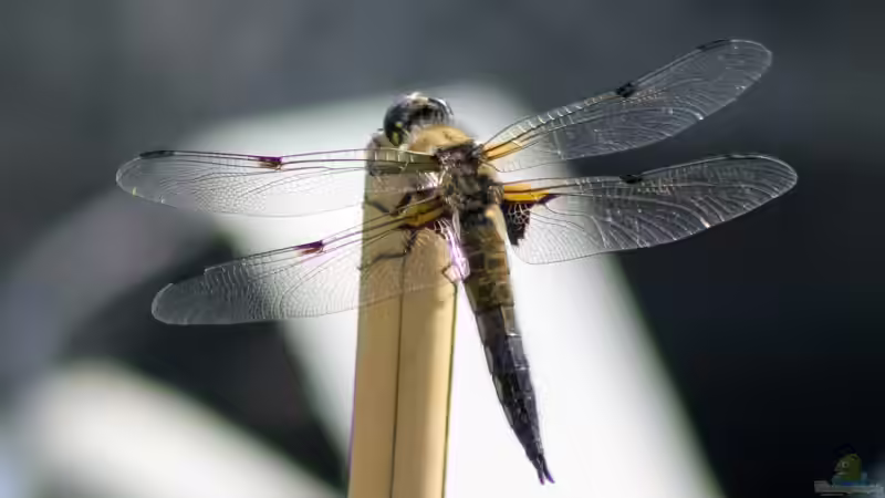 Vierfleck (Libellula quadrimaculata) 04.06.2019 von Acki50 (67)