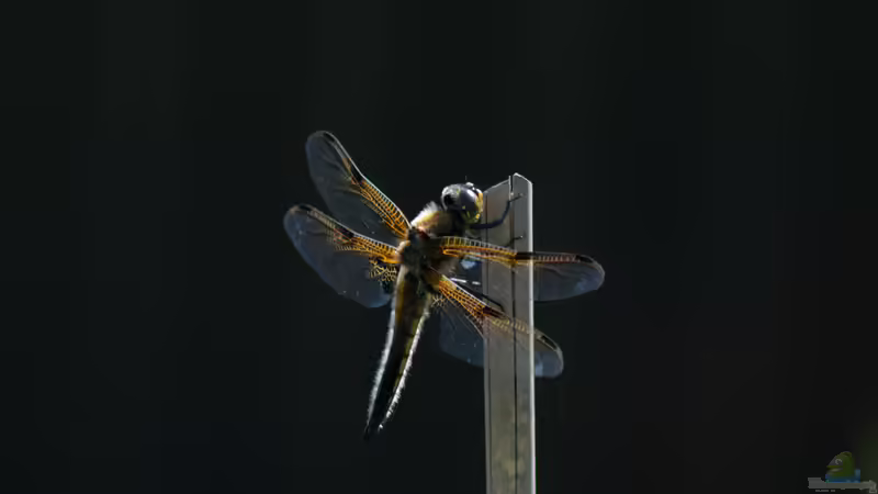 Vierfleck von Acki50 (39)