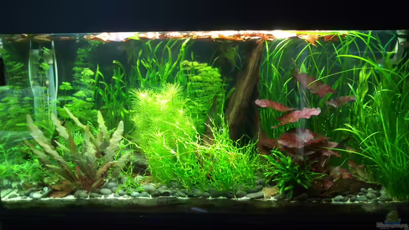 Viertes Hauptbild von Fuujida (2)