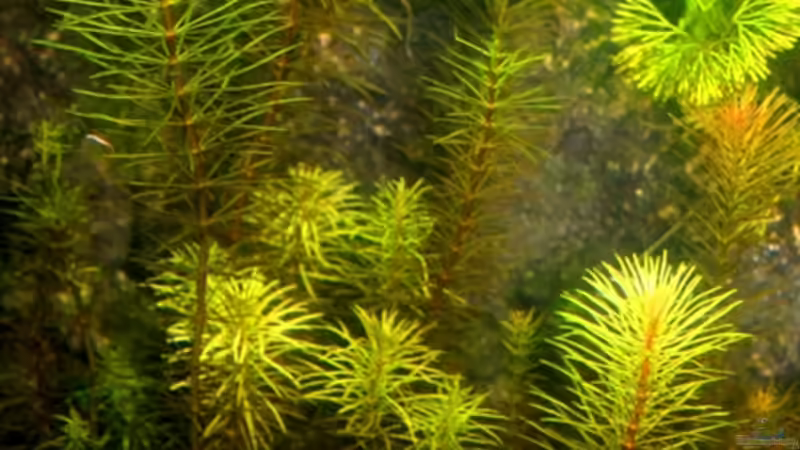 Vietnam Rotala (Rotala sp. `Vietnam) von @mazonas (16)