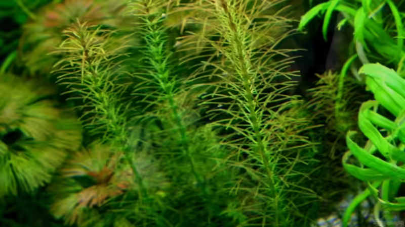 Vietnam Rotala (Rotala sp. `Vietnam) von @mazonas (26)