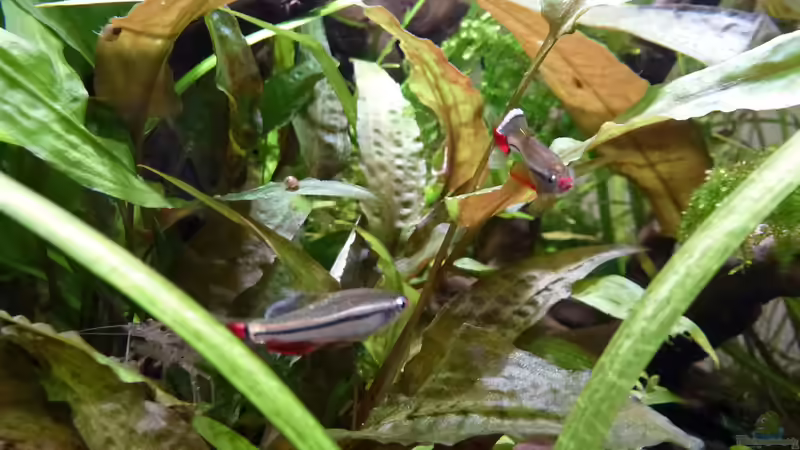 Vietnamesische Kardinalfische von Summse (42)