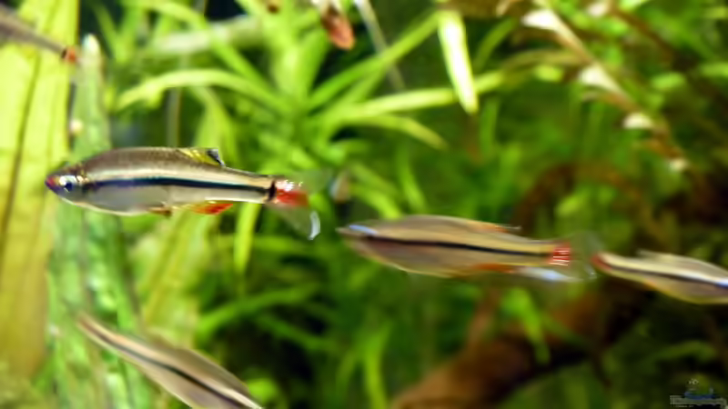 Vietnamesische Kardinalfische von Summse (45)